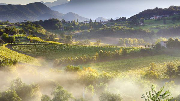 “雾”皮埃蒙特(Piemonte)葡萄园