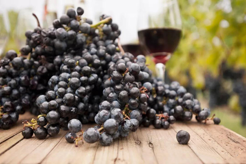 葡萄酒中的单宁是什么，究竟从何而来？
