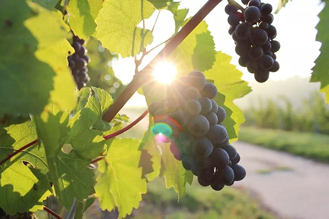 特伦蒂诺地区土生土长的特罗德高葡萄品种