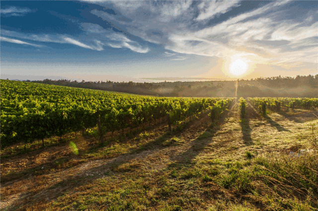 意大利为什么盛产葡萄酒,意大利葡萄种植需要哪些自然条件