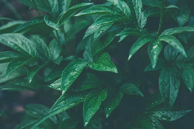 意大利葡萄种植需要哪些自然条件-降水