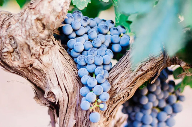 意大利为什么盛产葡萄酒,意大利葡萄种植需要哪些自然条件